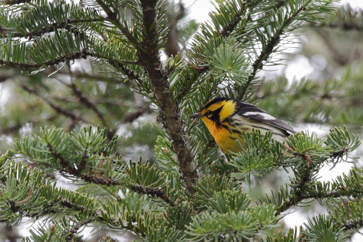 Blackburnian Warbler - Catherine Holland