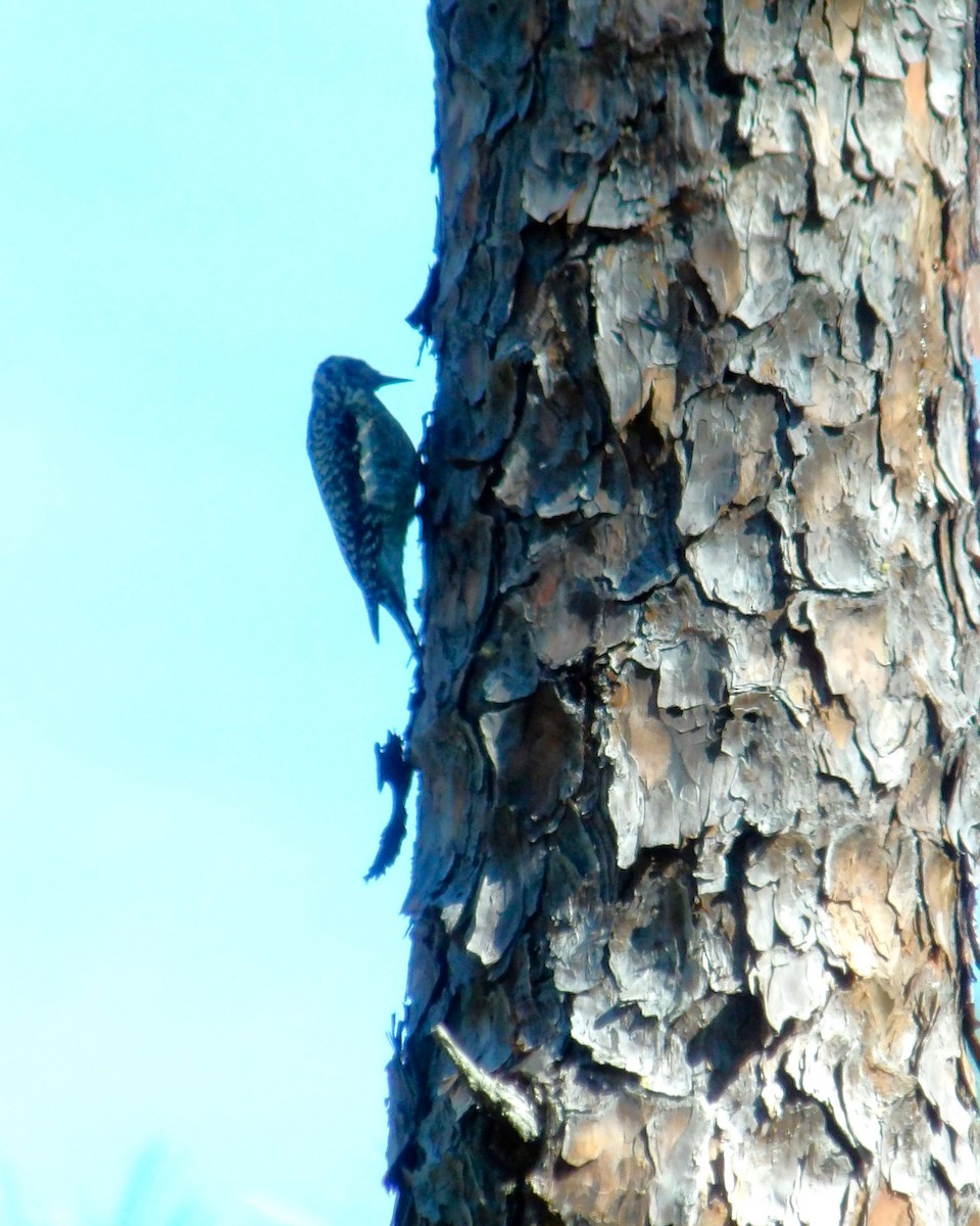 Red-cockaded Woodpecker - ami horowitz