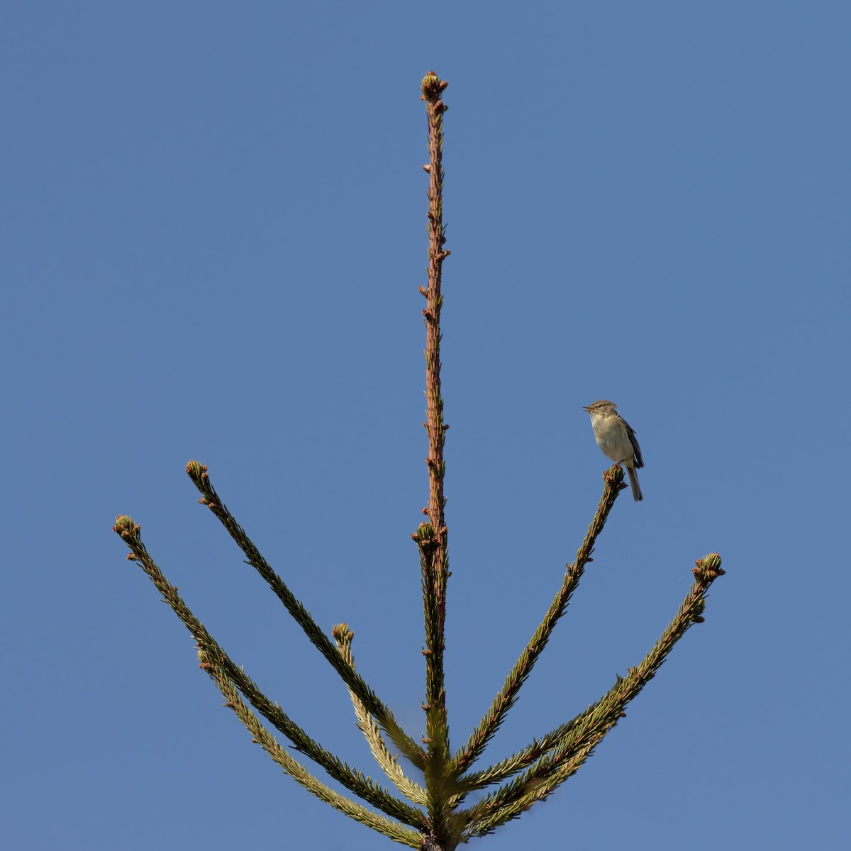 Common Chiffchaff - Vincent Dor