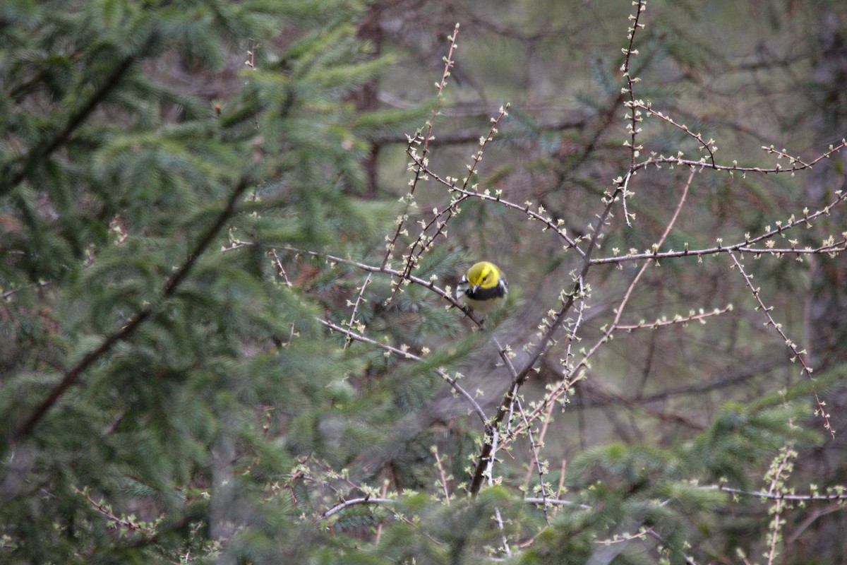 Black-throated Green Warbler - Catherine Holland