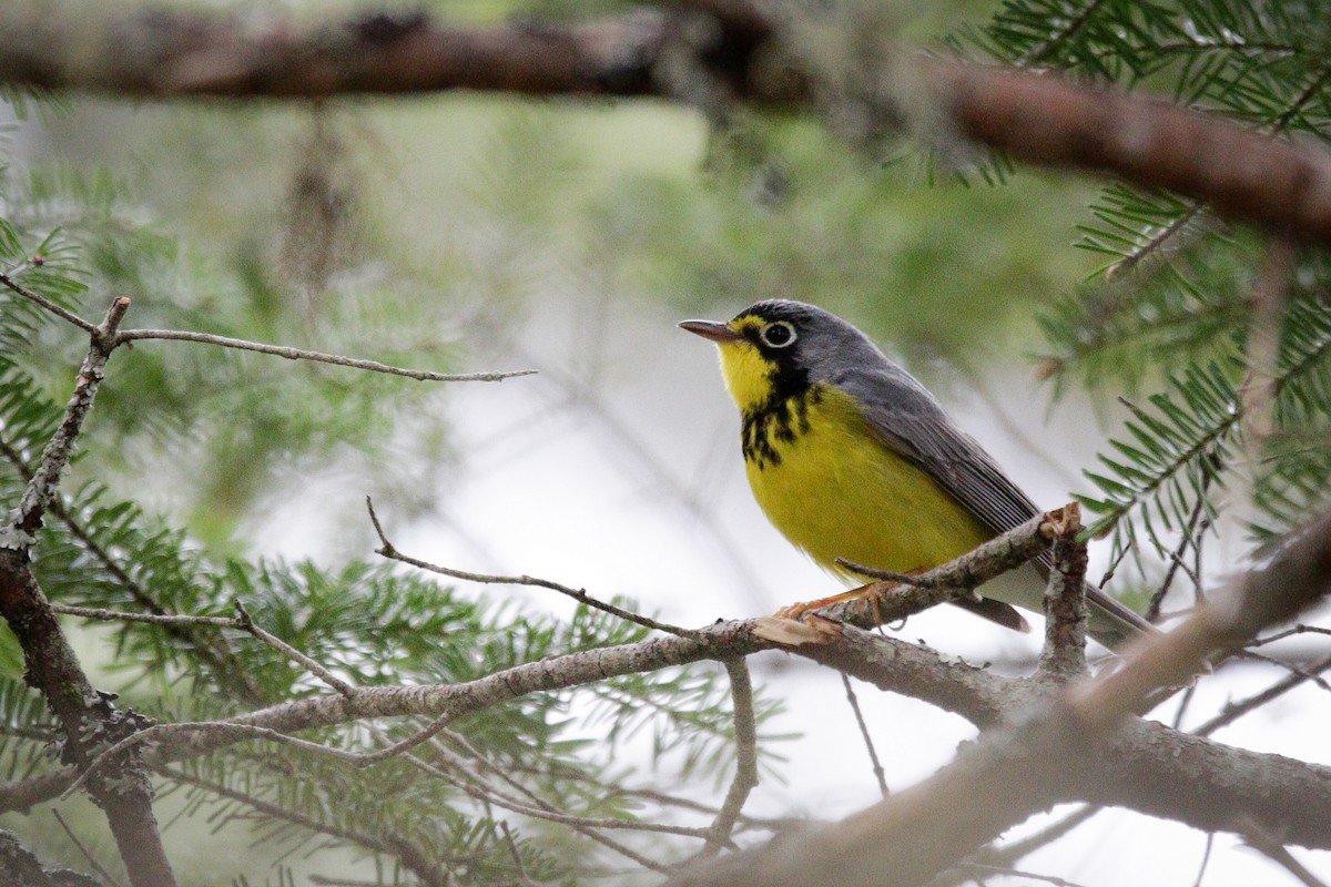 Canada Warbler - Catherine Holland