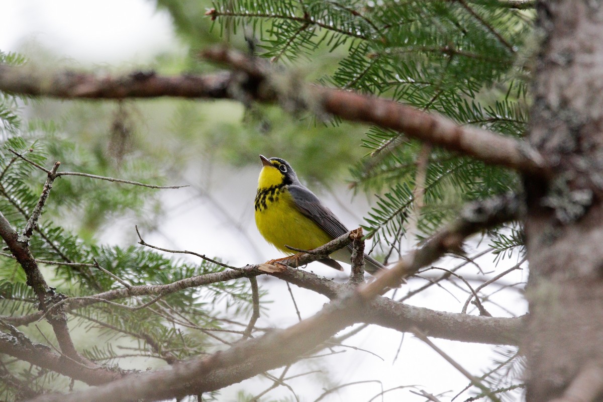 Canada Warbler - Catherine Holland