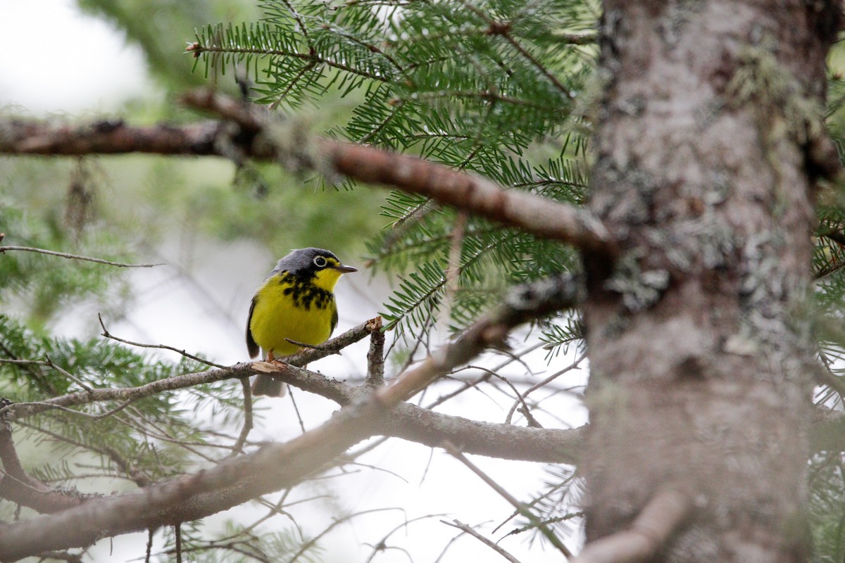 Canada Warbler - Catherine Holland