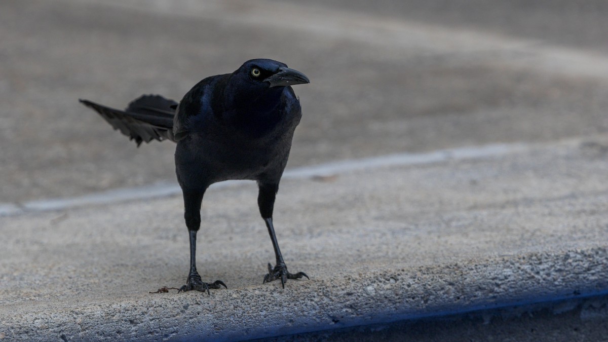 Great-tailed Grackle - John Andersen