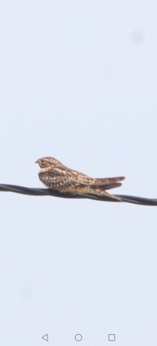 Lesser Nighthawk - ML618900999