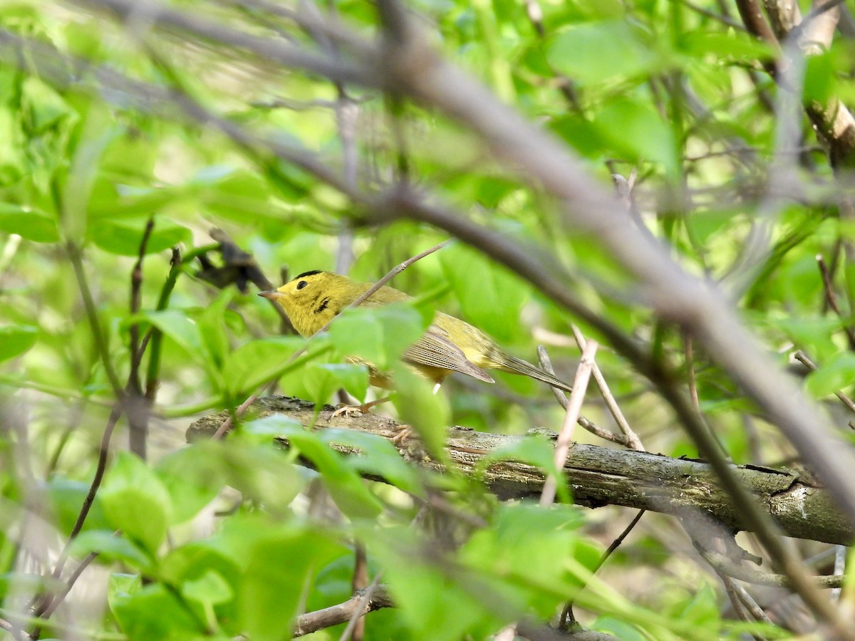 Wilson's Warbler - Corinna Honscheid