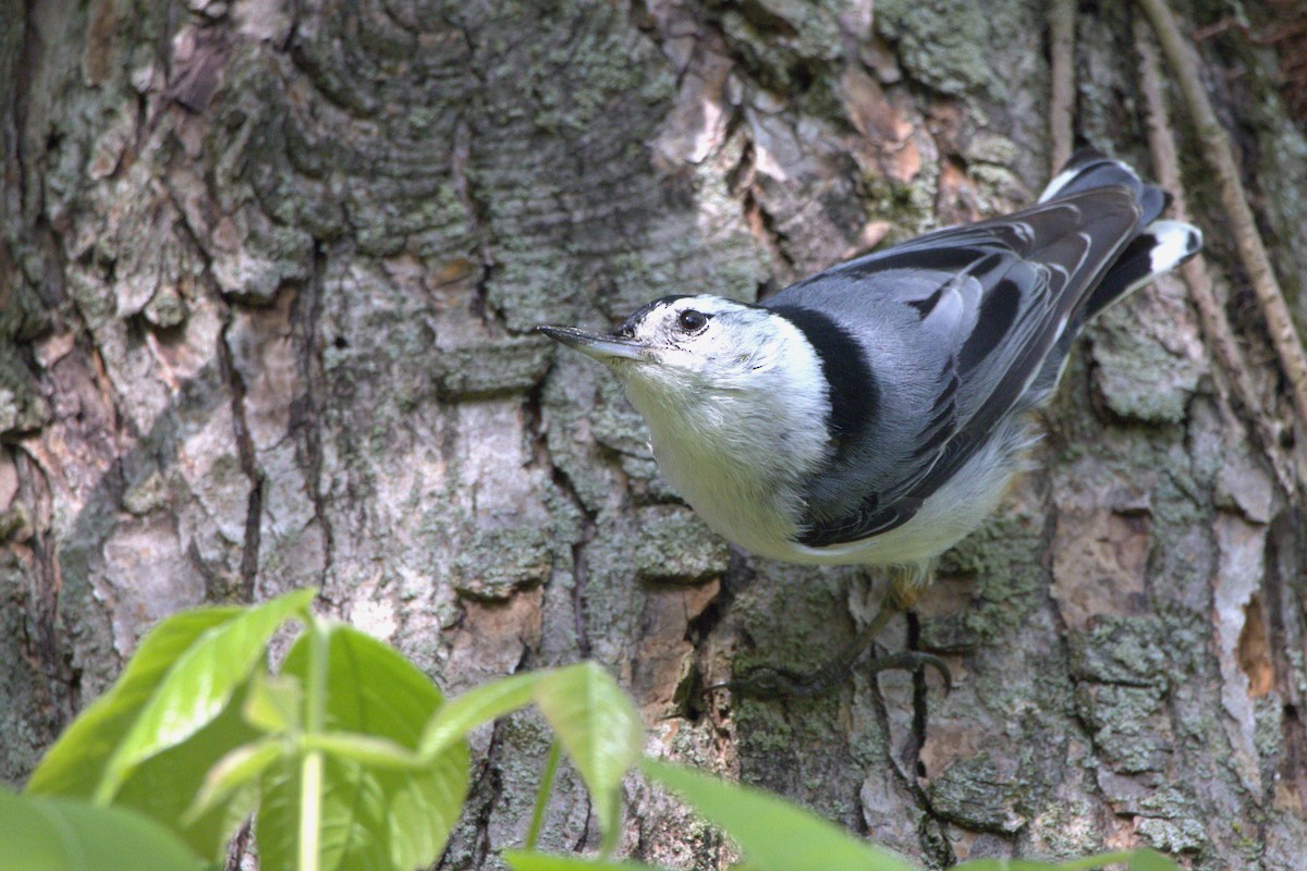 White-breasted Nuthatch - ML618901009