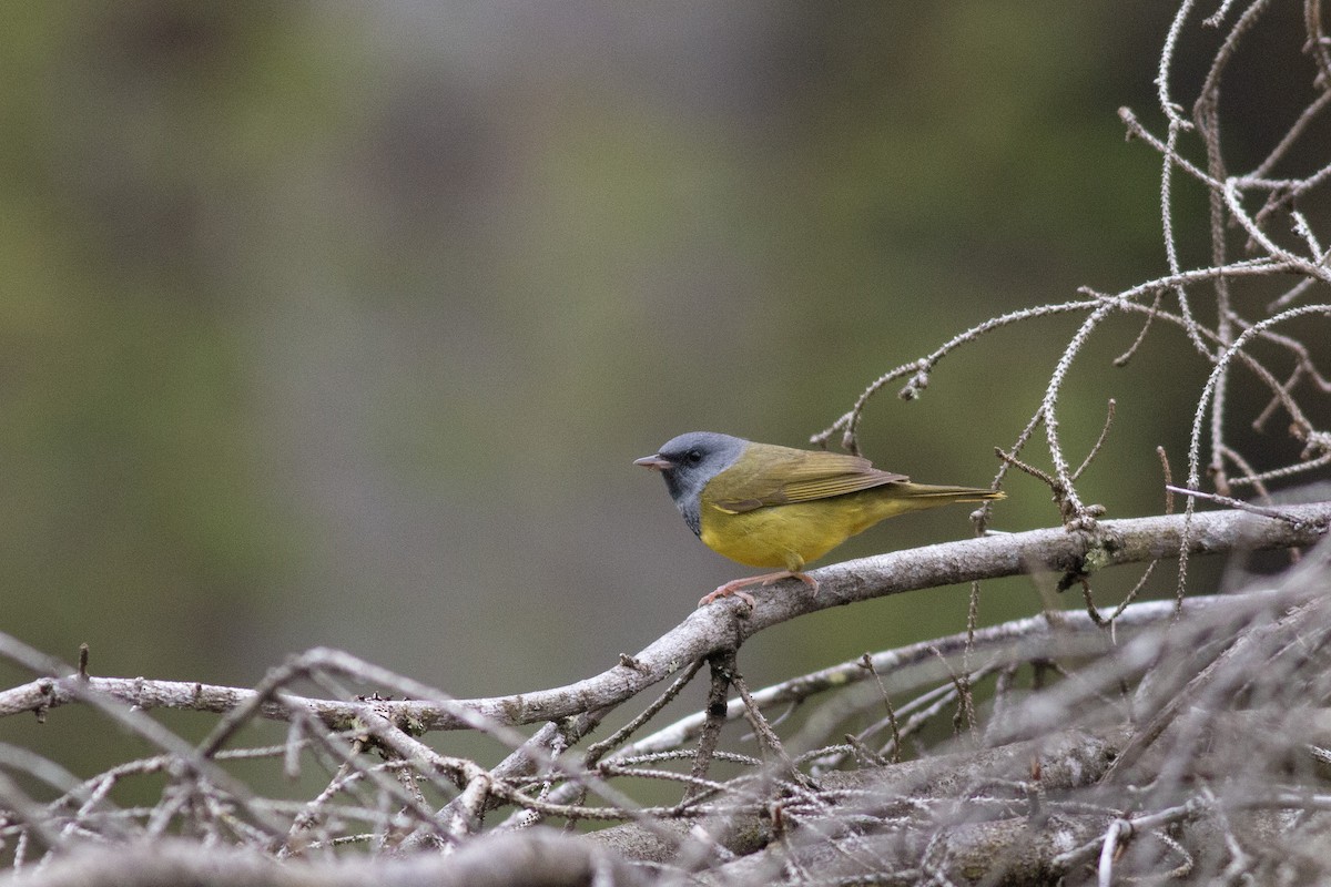 Mourning Warbler - ML618901015
