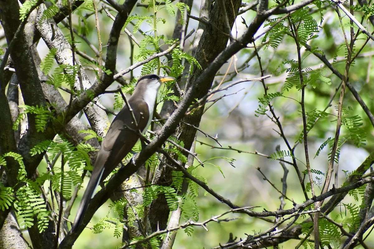 Gelbschnabelkuckuck - ML618901020