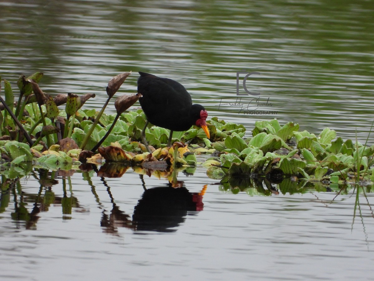 Jacana Suramericana - ML618901025