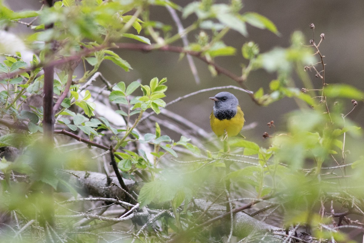 Mourning Warbler - ML618901027