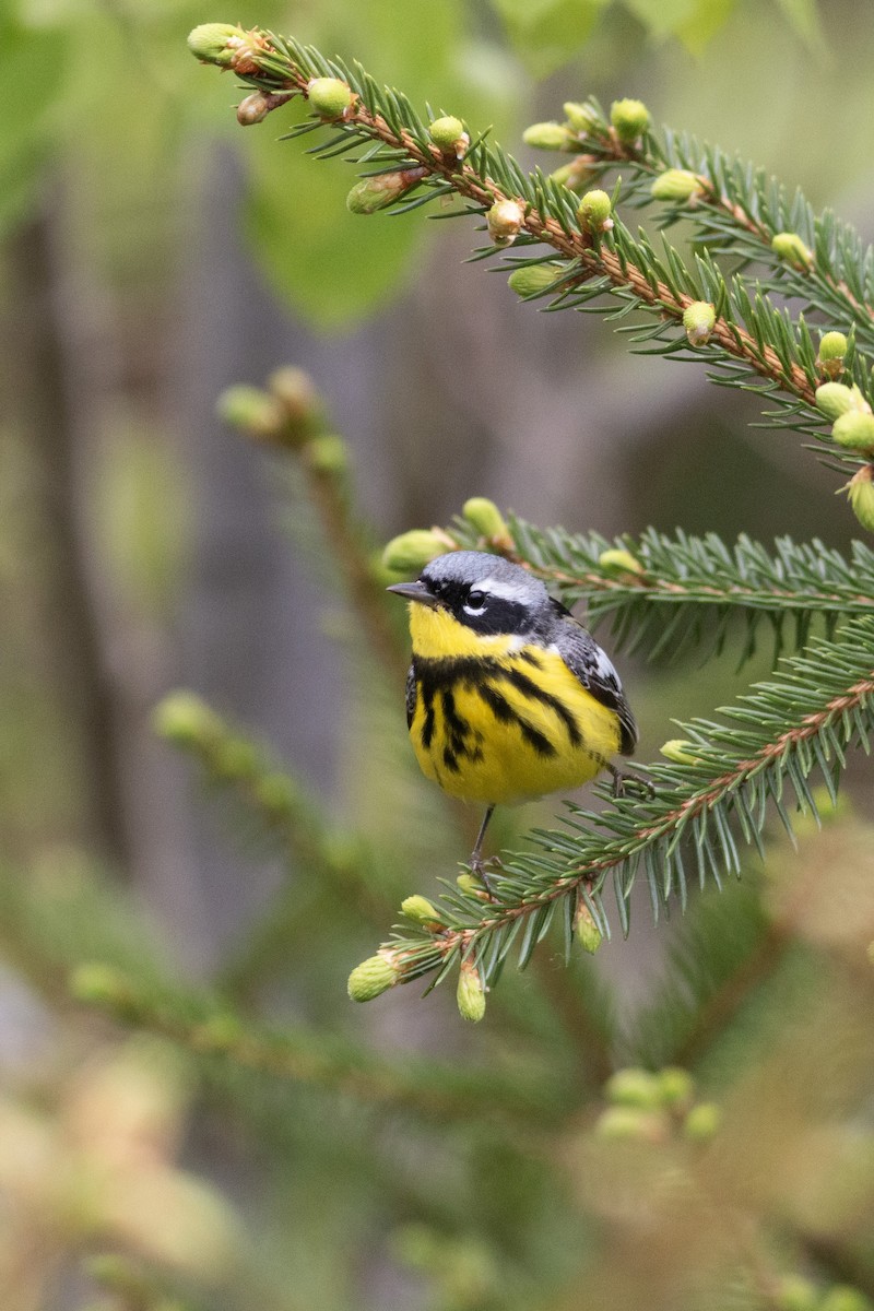 Magnolia Warbler - ML618901046