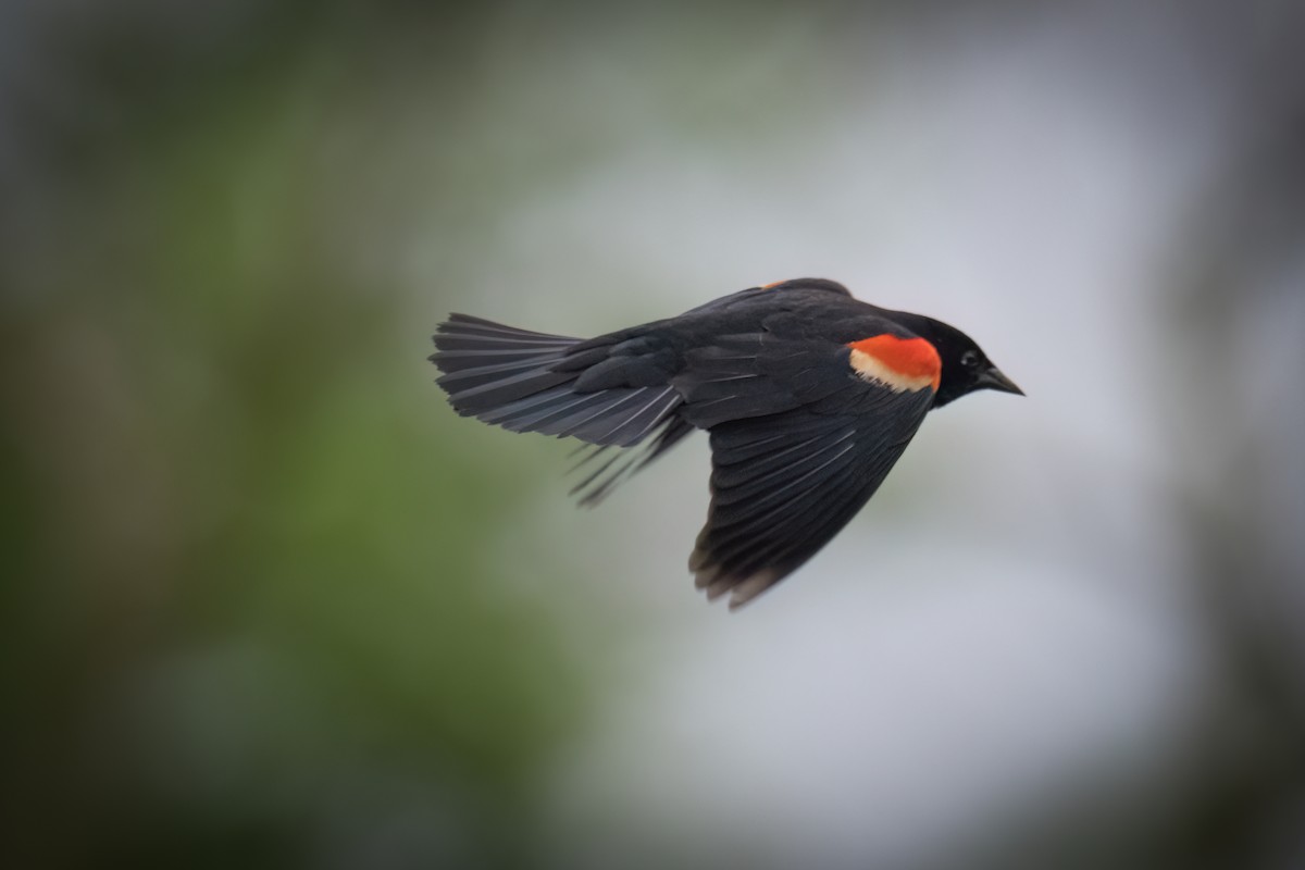 Red-winged Blackbird - Tony Ducks
