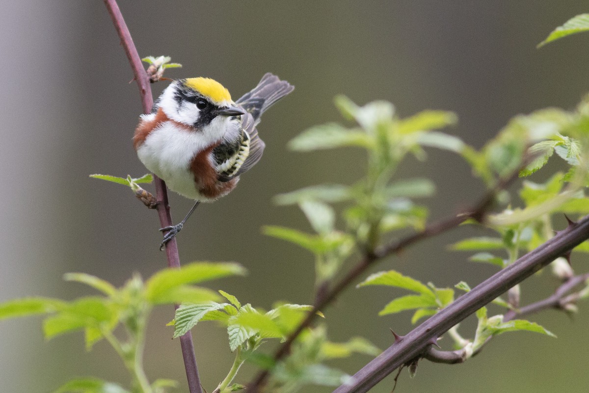 Chestnut-sided Warbler - ML618901066
