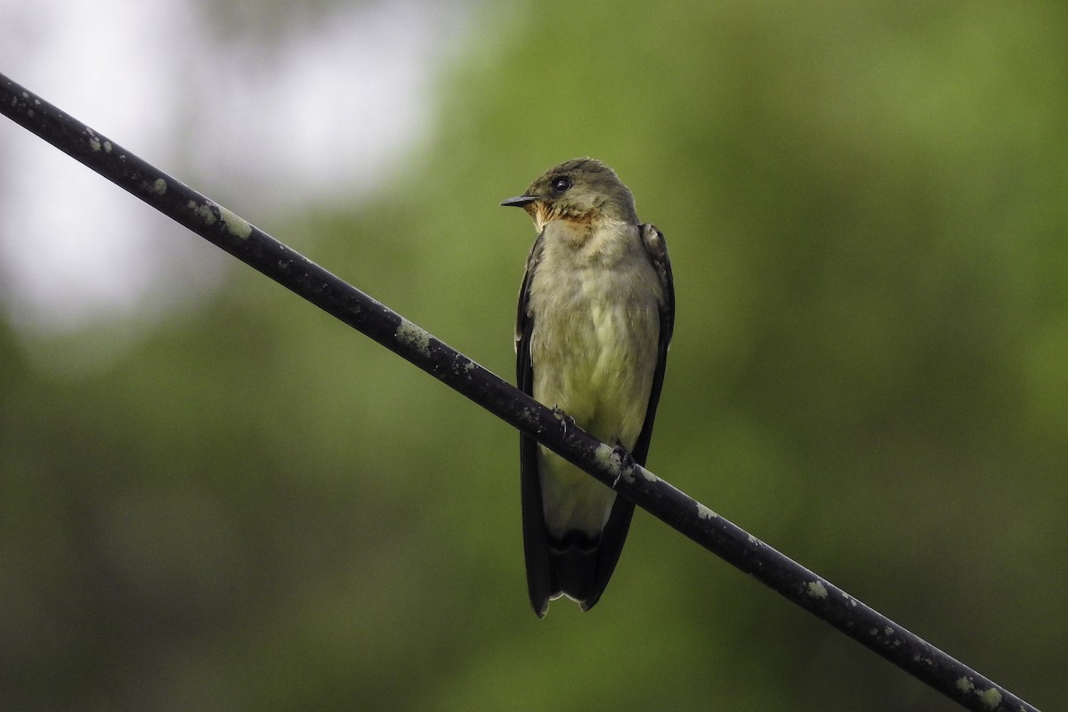 Southern Rough-winged Swallow - ML618901091