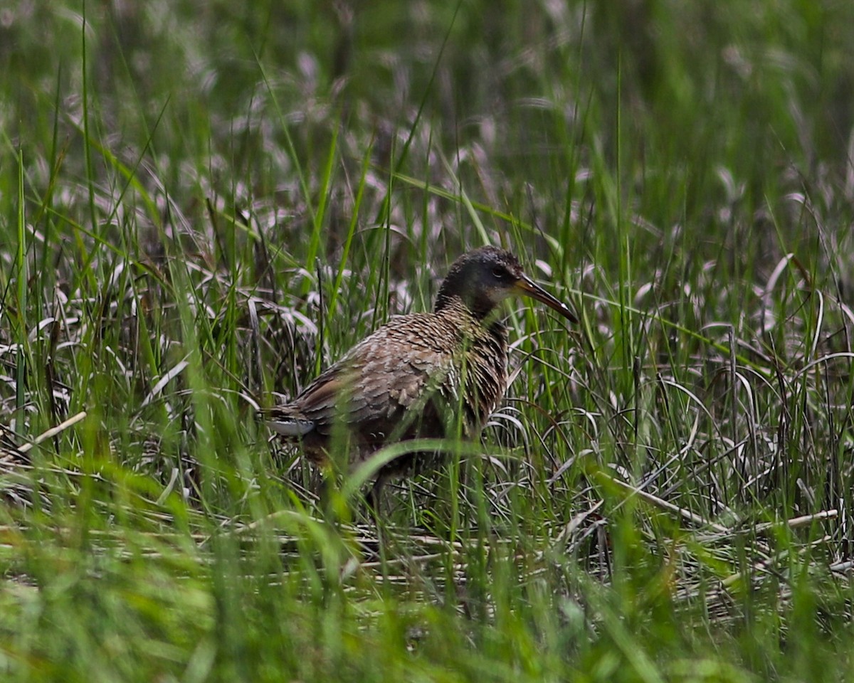 Clapper Rail - Rachel Ribeiro