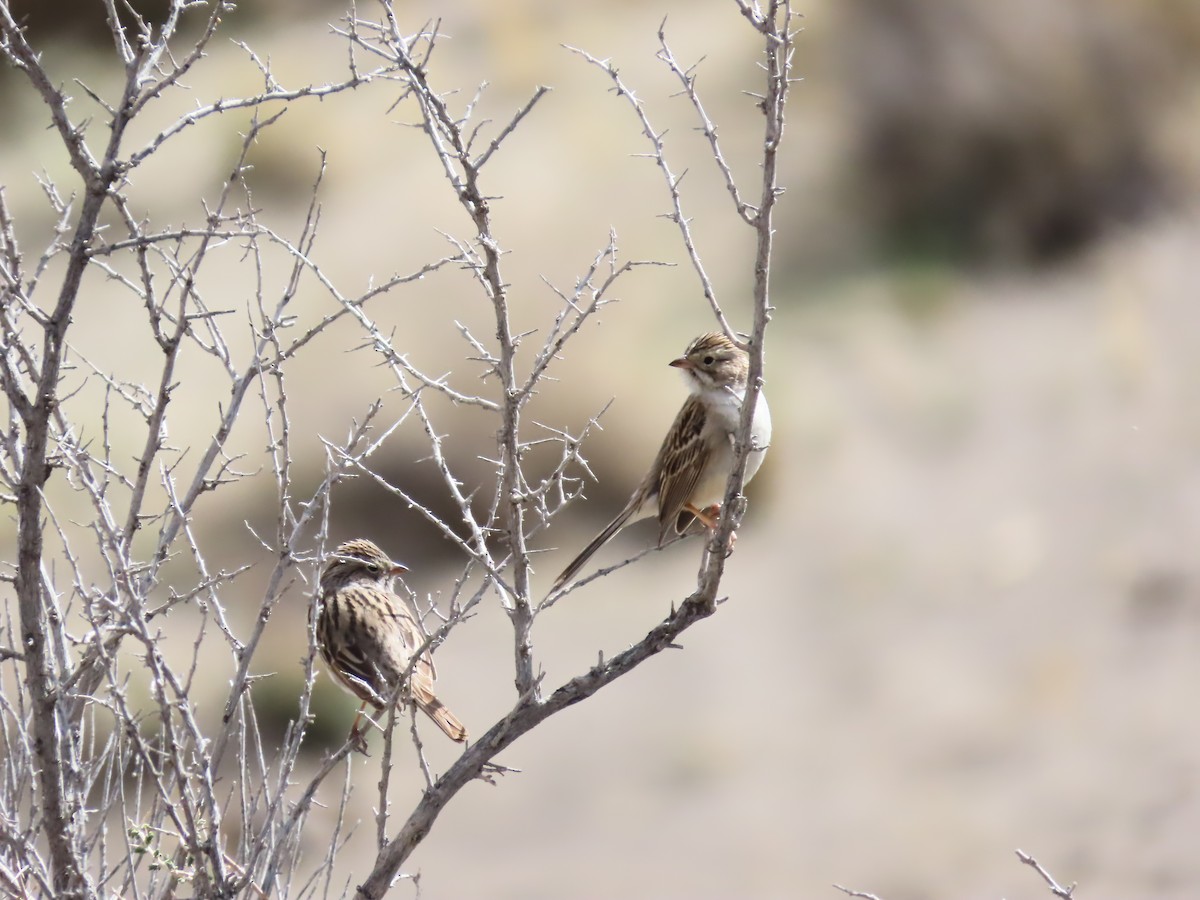 Brewer's Sparrow - ML618901096