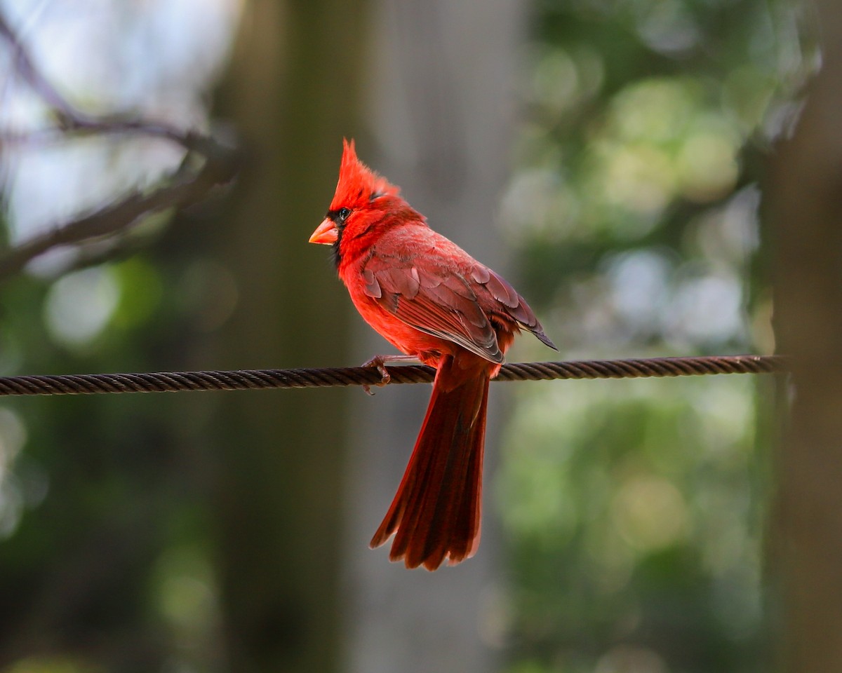 Northern Cardinal - Rachel Ribeiro