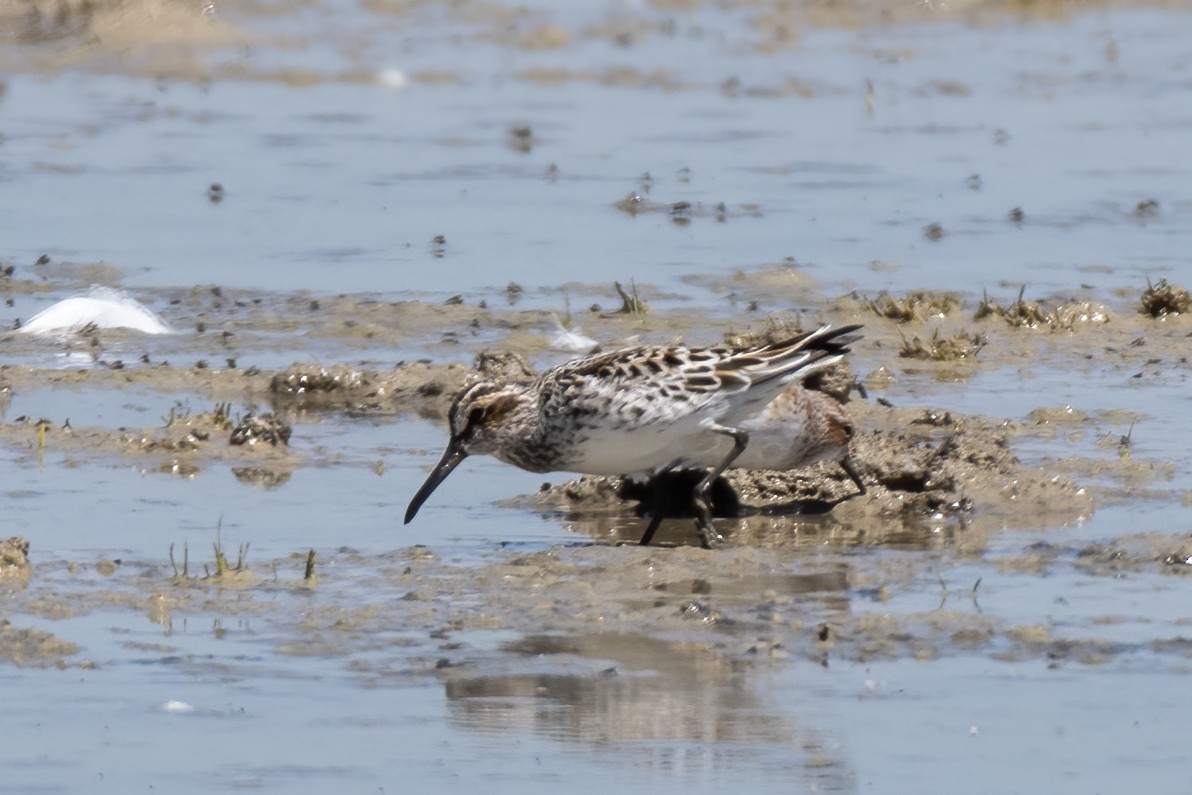 Broad-billed Sandpiper - ML618901100