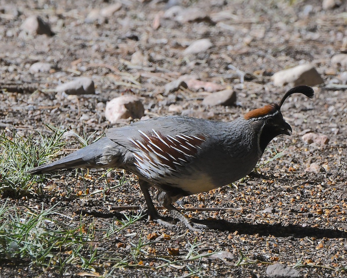 Gambel's Quail - Ted Wolff