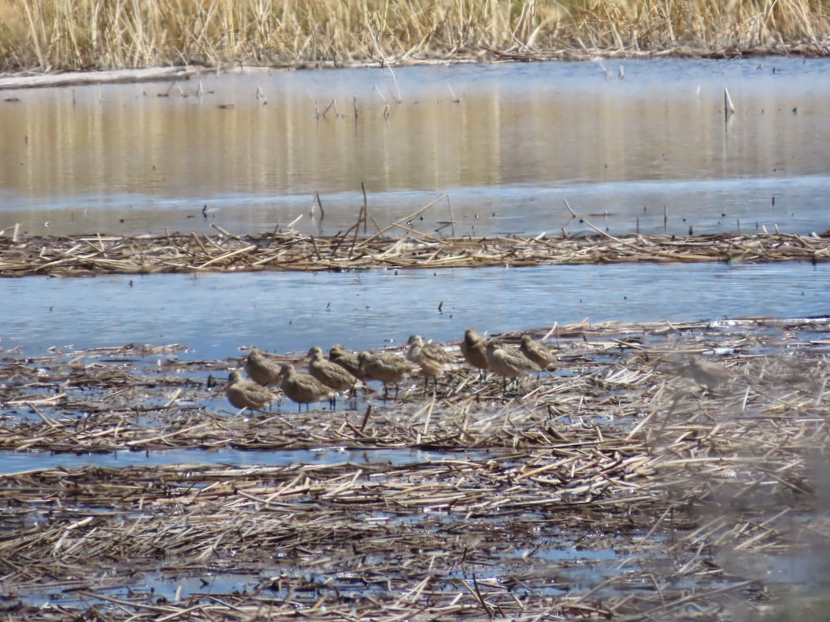 Marbled Godwit - ML618901119