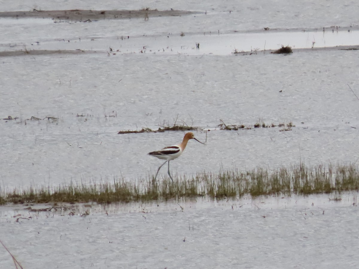 American Avocet - ML618901128
