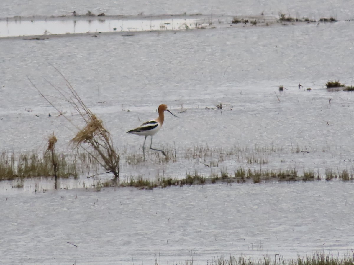 American Avocet - ML618901129