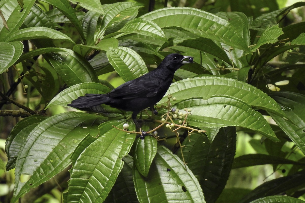 White-lined Tanager - ML618901141