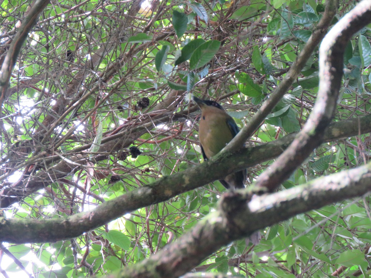 blåpannemotmot - ML618901146