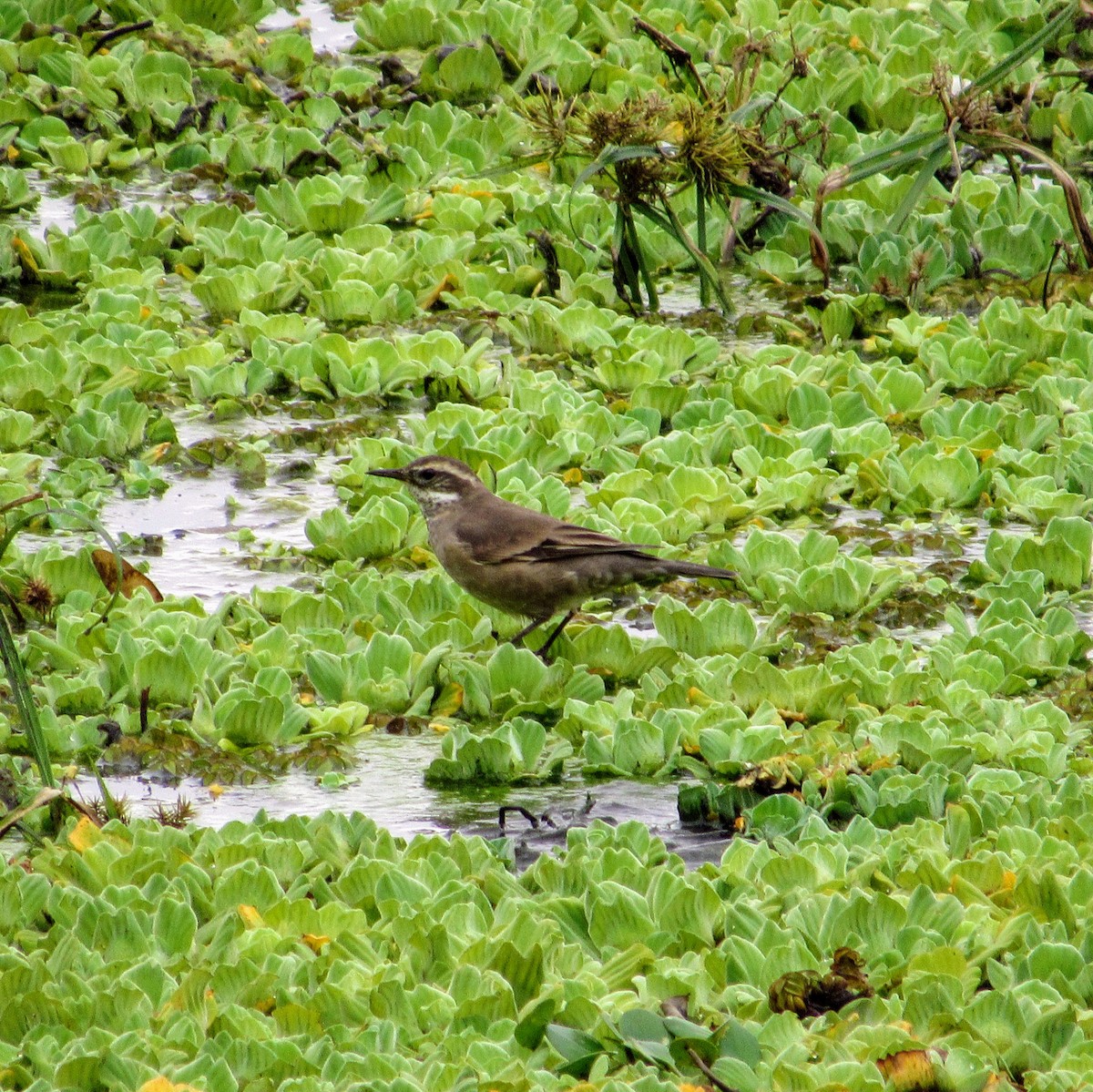 Buff-winged Cinclodes - ML618901147