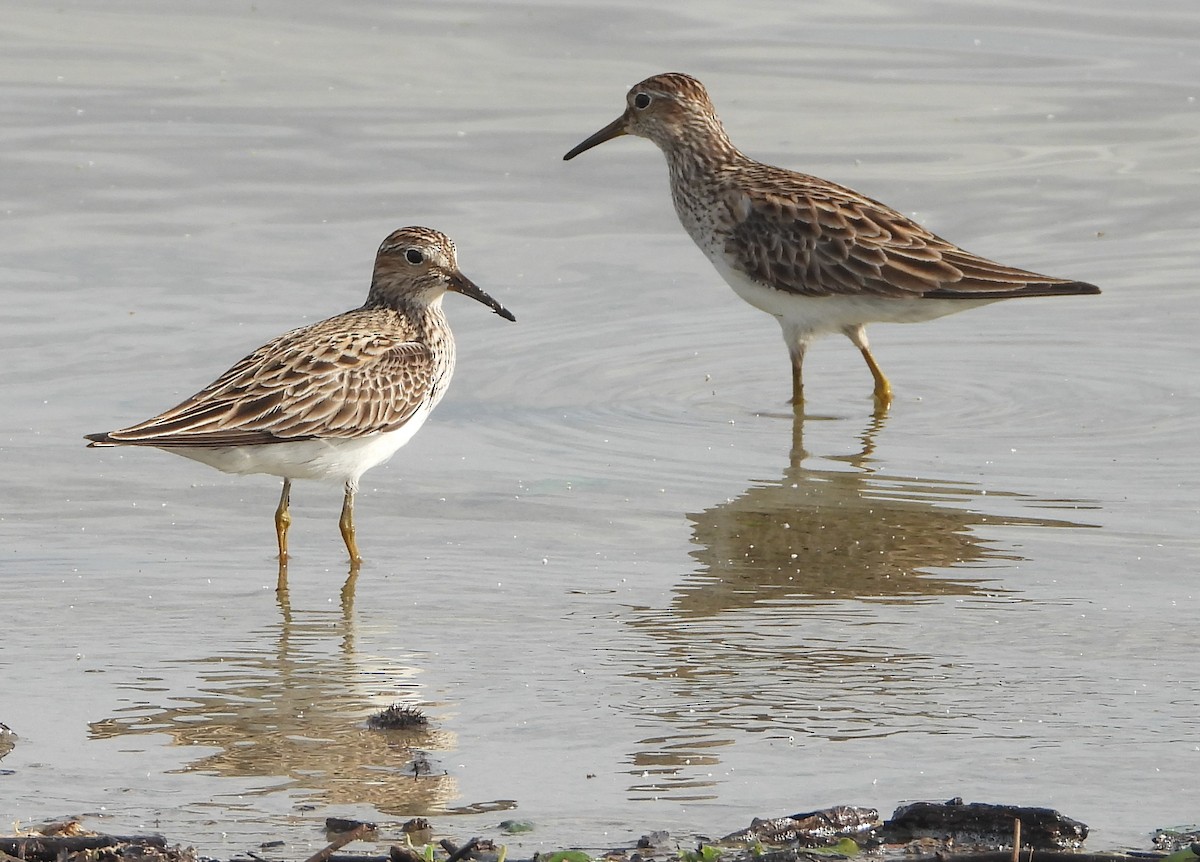 Pectoral Sandpiper - Shiela Shallcross