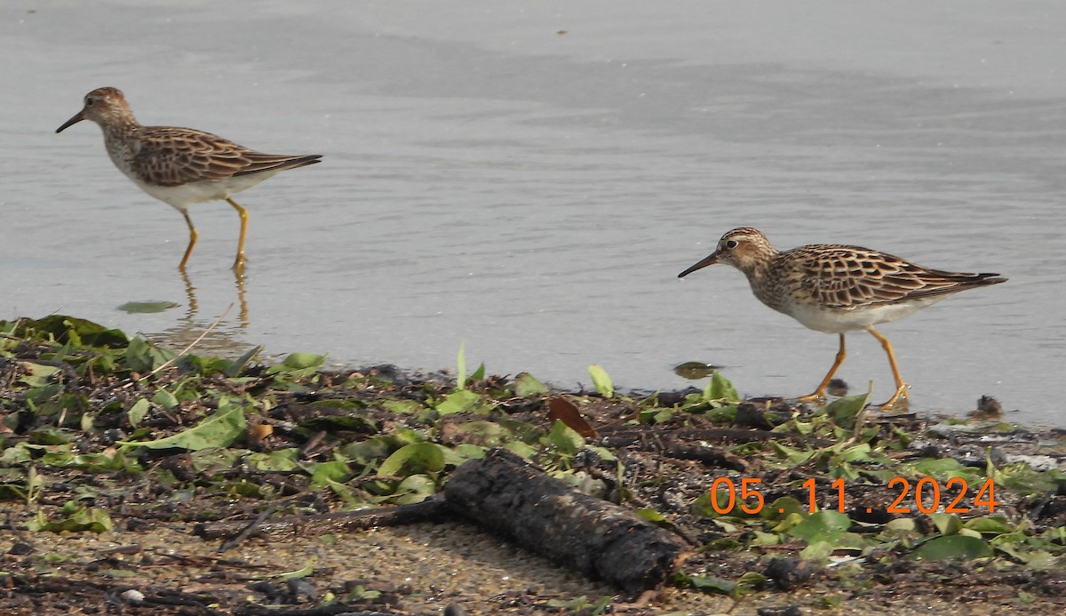 Pectoral Sandpiper - Shiela Shallcross