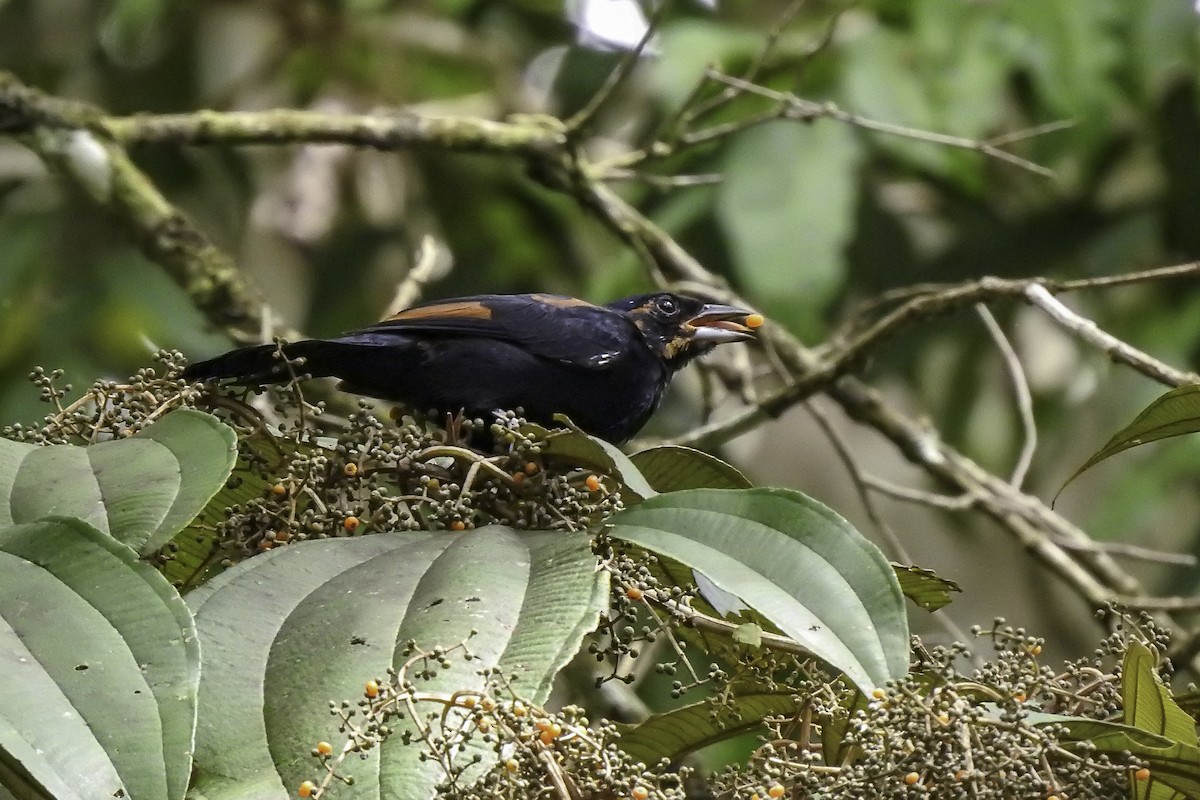 White-lined Tanager - ML618901157