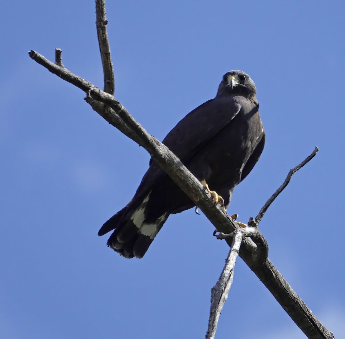 Zone-tailed Hawk - Walt Anderson