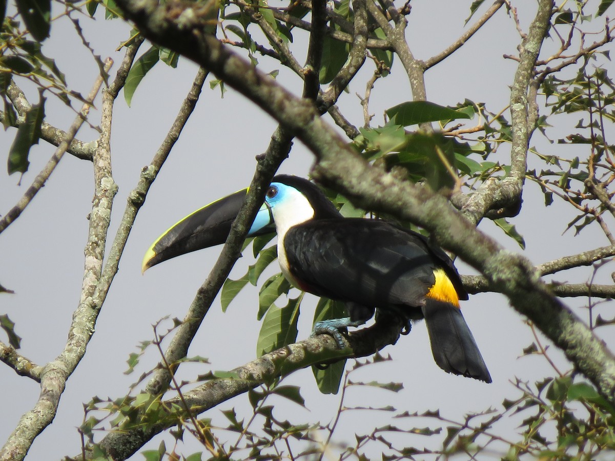 White-throated Toucan - René Leal
