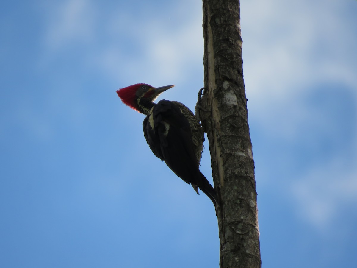 Lineated Woodpecker - René Leal