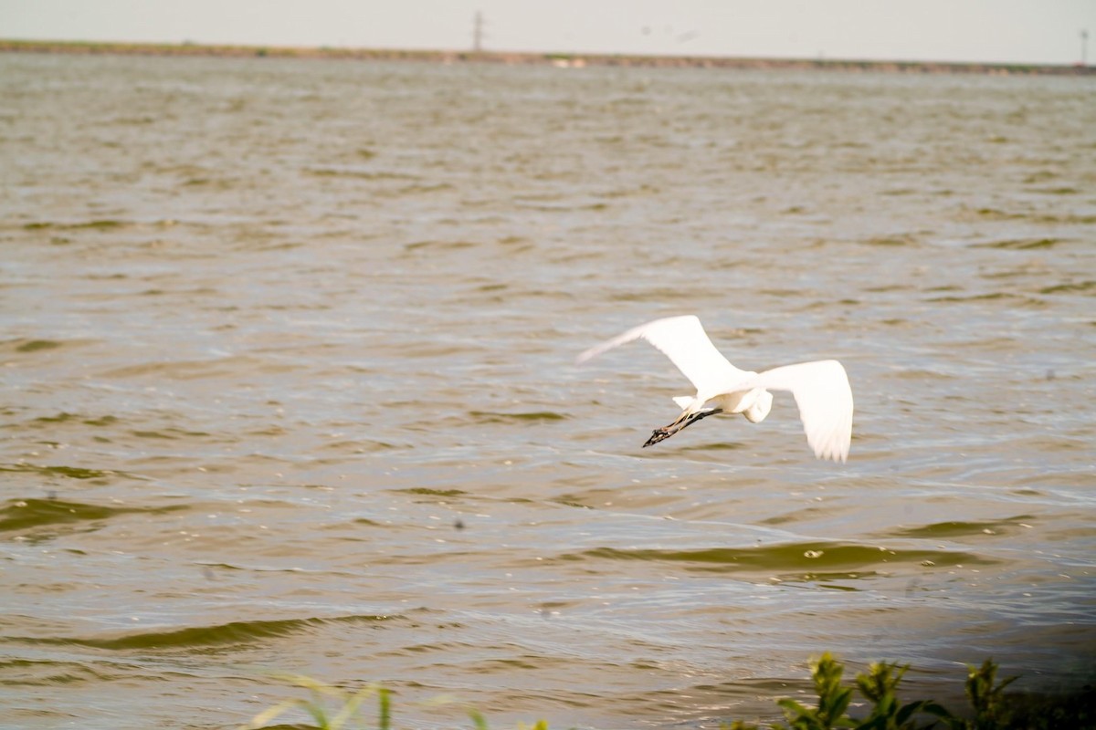 Great Egret - Calvin Rees