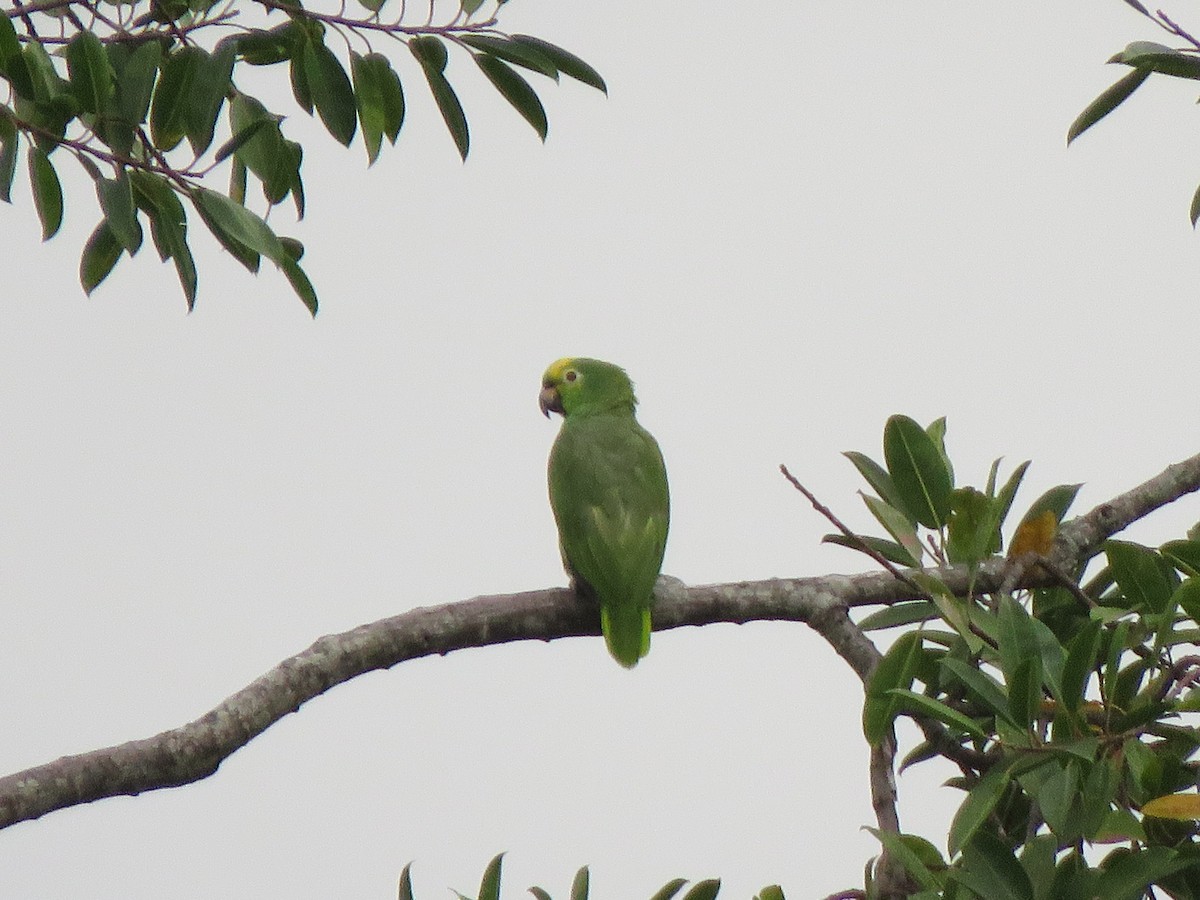 Yellow-crowned Parrot - René Leal