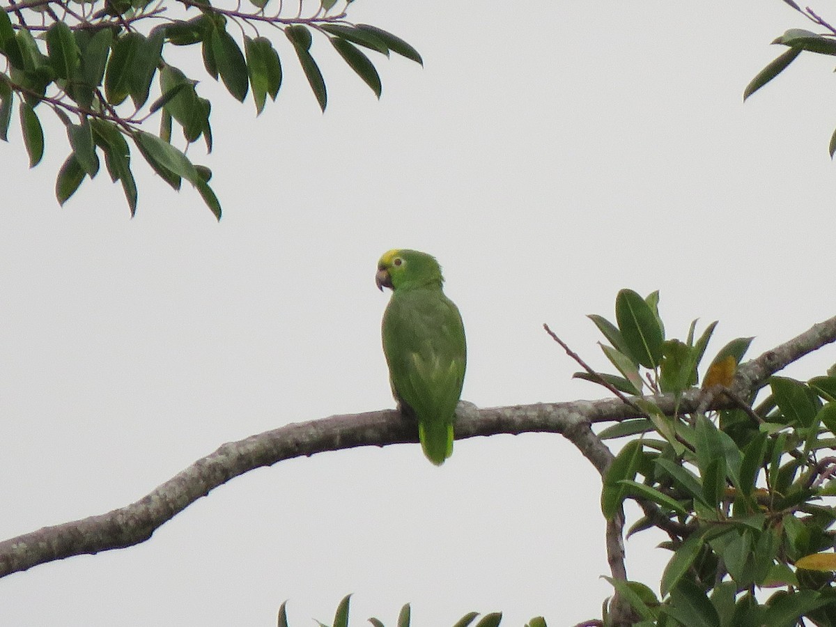Yellow-crowned Amazon - ML618901233