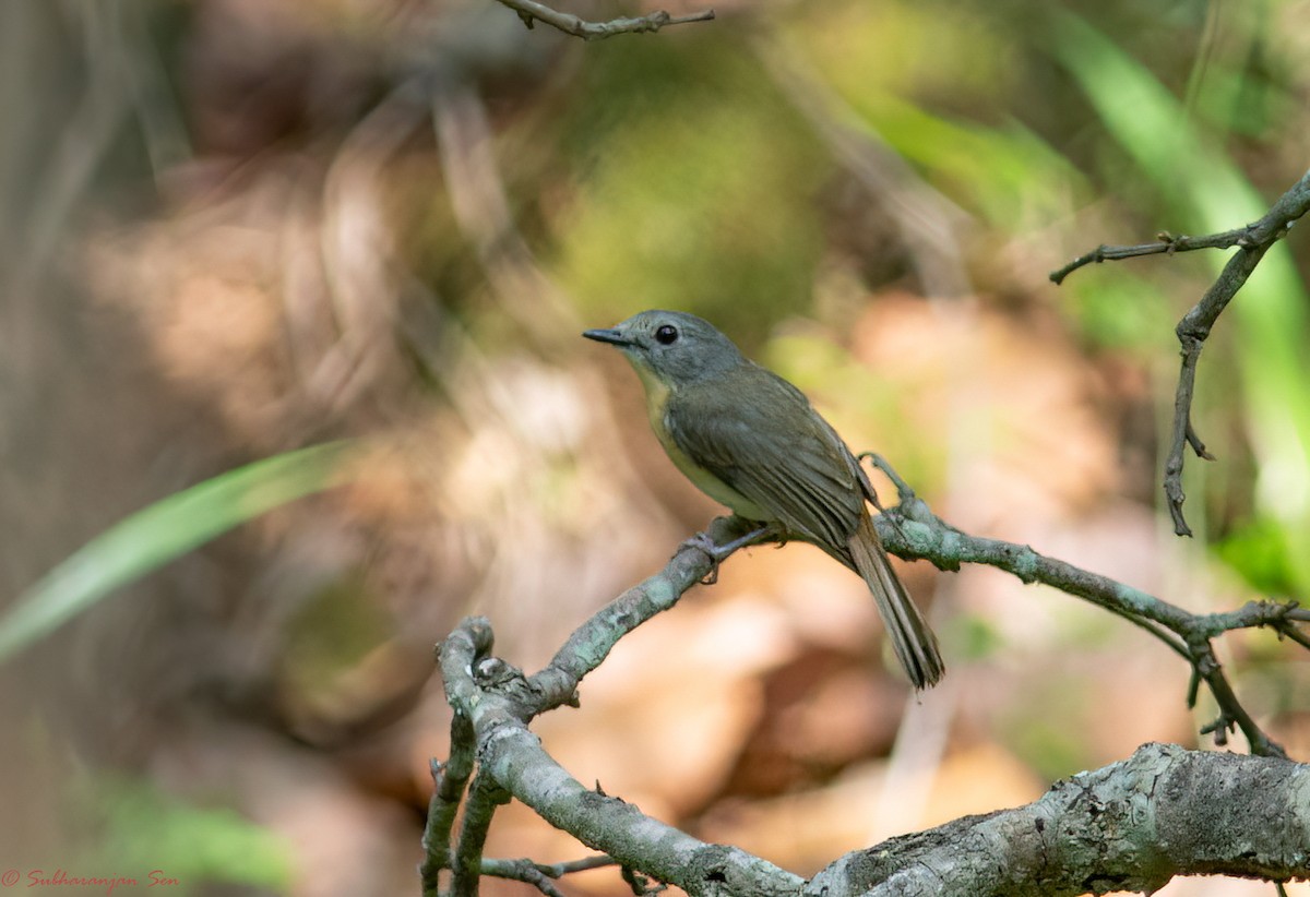 Pale-chinned Flycatcher - Subharanjan Sen