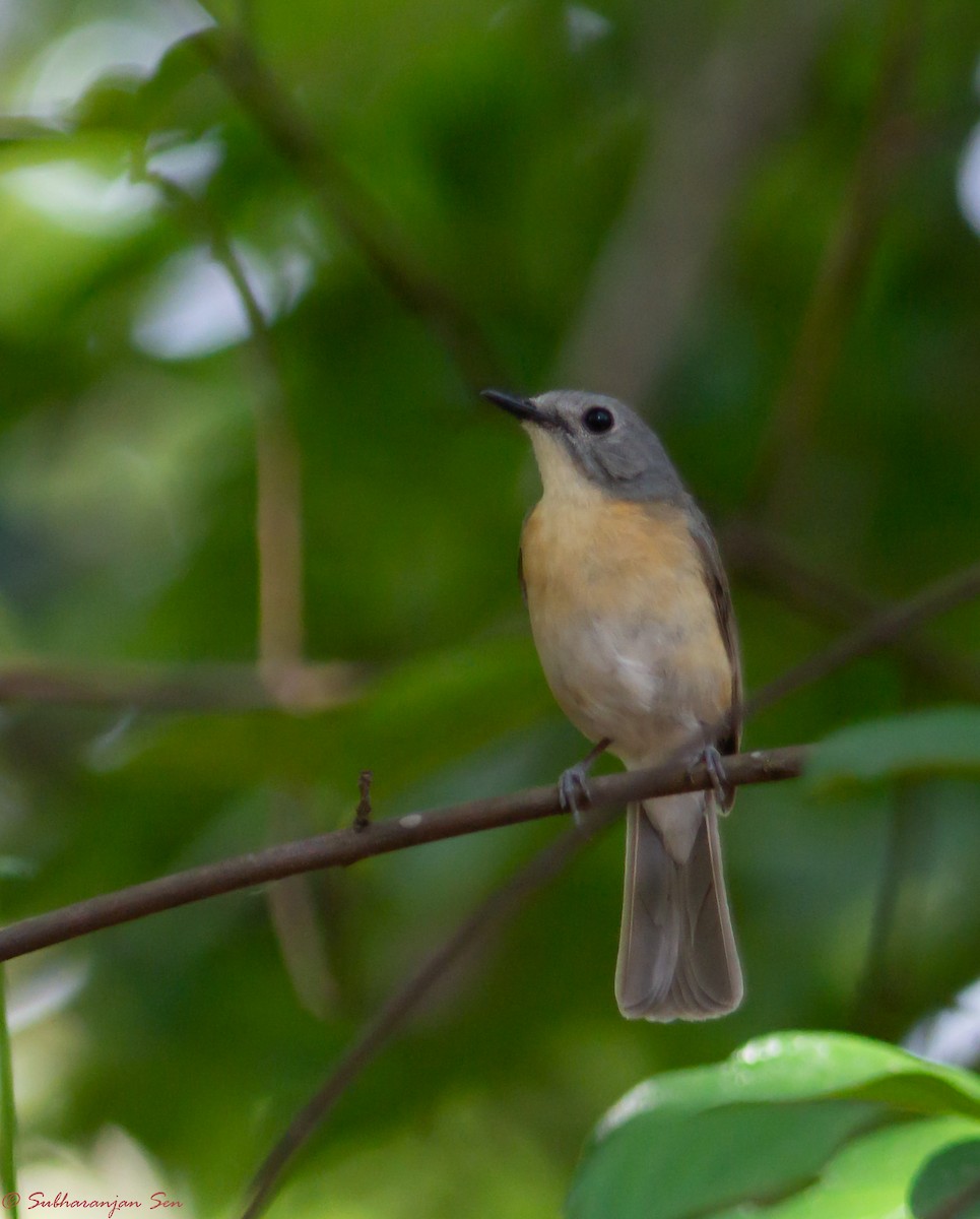 Pale-chinned Flycatcher - Subharanjan Sen