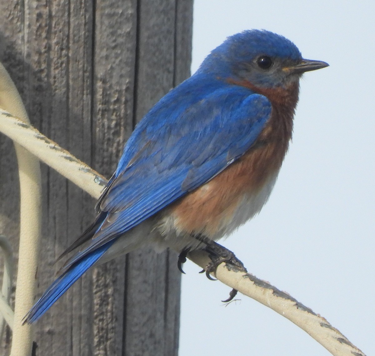 Eastern Bluebird - Shiela Shallcross