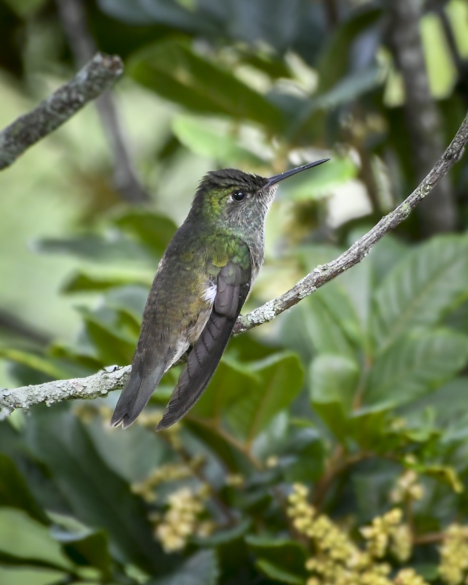 kolibřík pestrý [skupina versicolor] - ML618901245