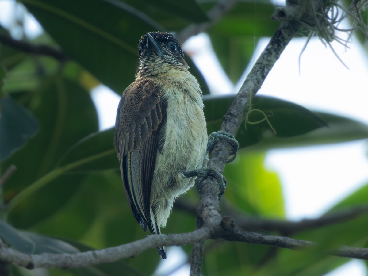 Grayish Piculet - ML618901248