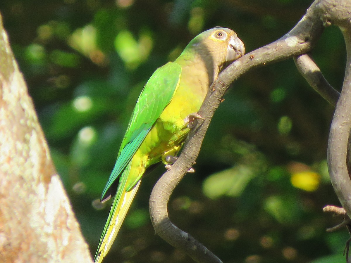 Brown-throated Parakeet - René Leal