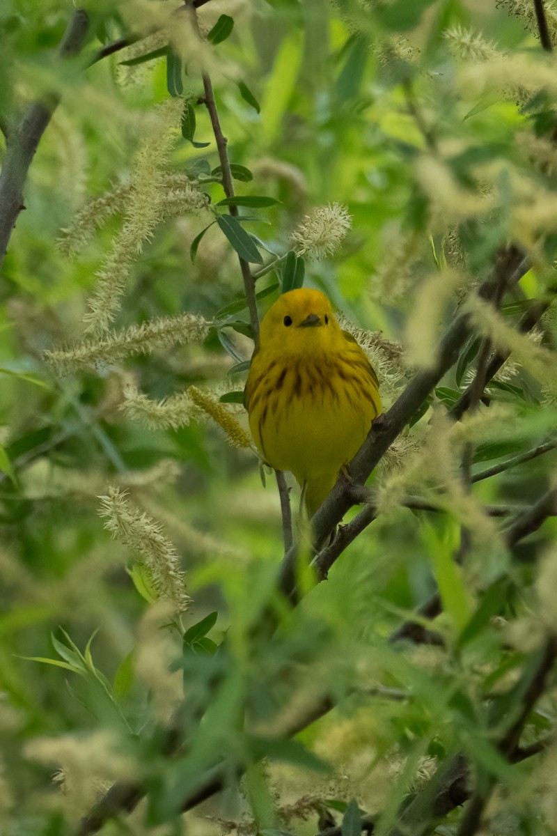 Yellow Warbler - Tony Ducks