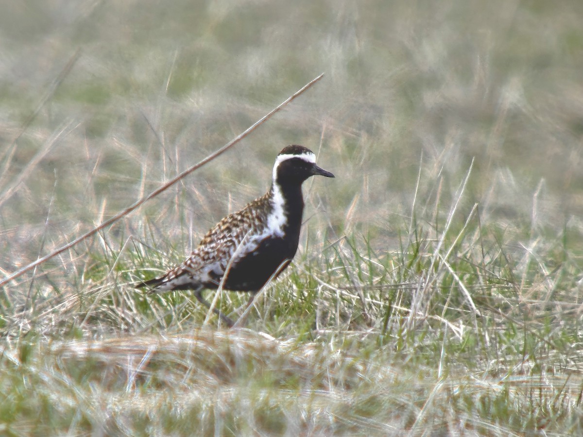 Pacific Golden-Plover - Detlef Buettner