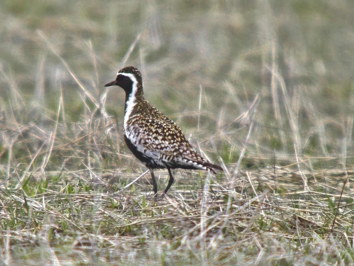 Pacific Golden-Plover - Detlef Buettner