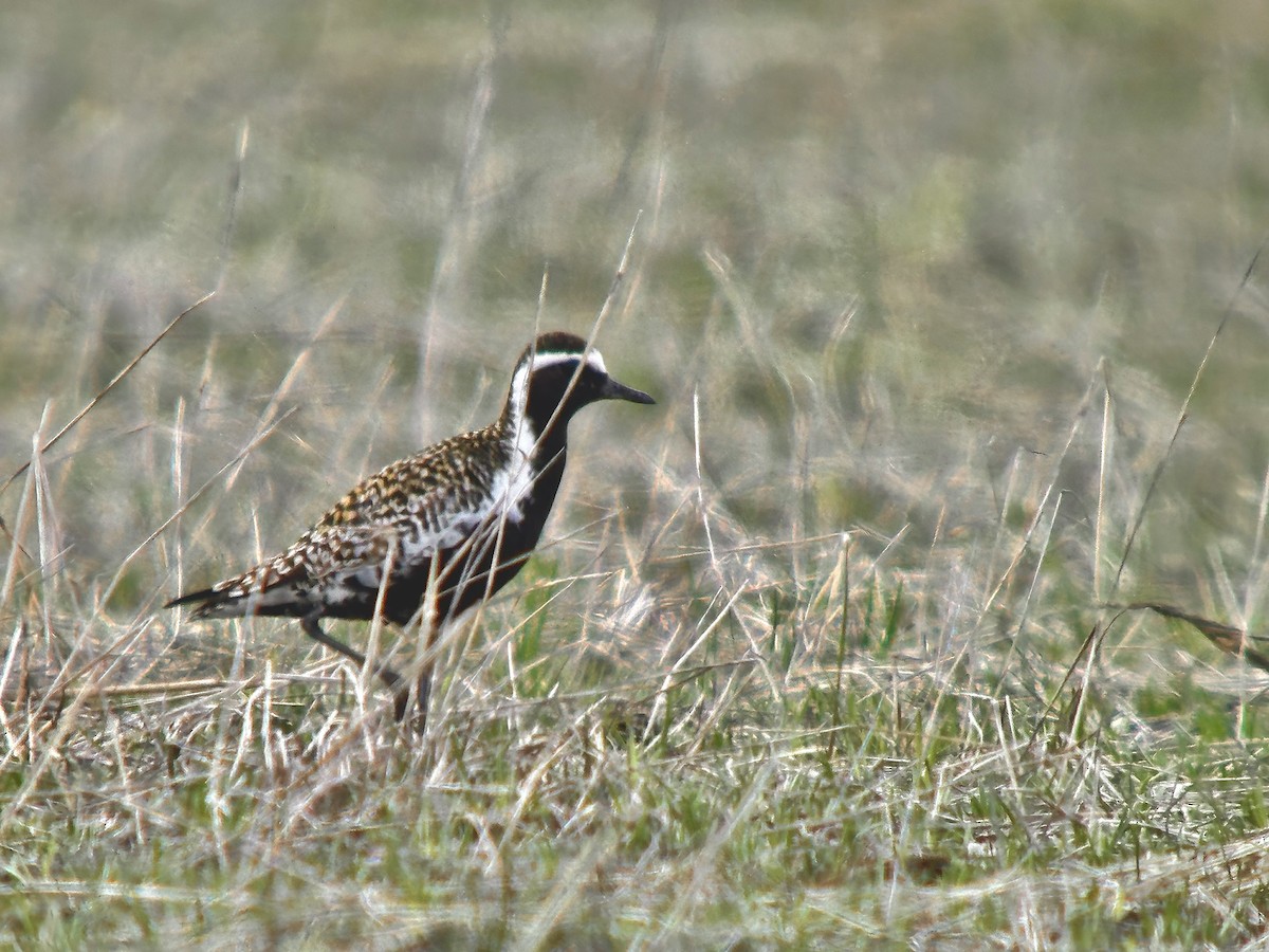 Pacific Golden-Plover - Detlef Buettner