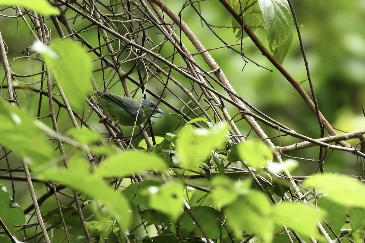 Blue Dacnis - ML618901281